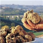 Tartufo